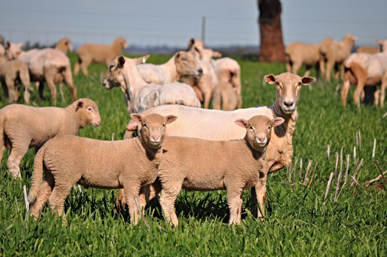 Poll Dorset lambs ticking boxes in all market conditions