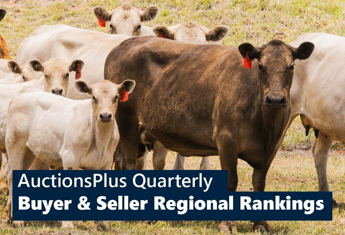 “Big hitters” remain at the top of AuctionsPlus Regional cattle rankings for start of 2022