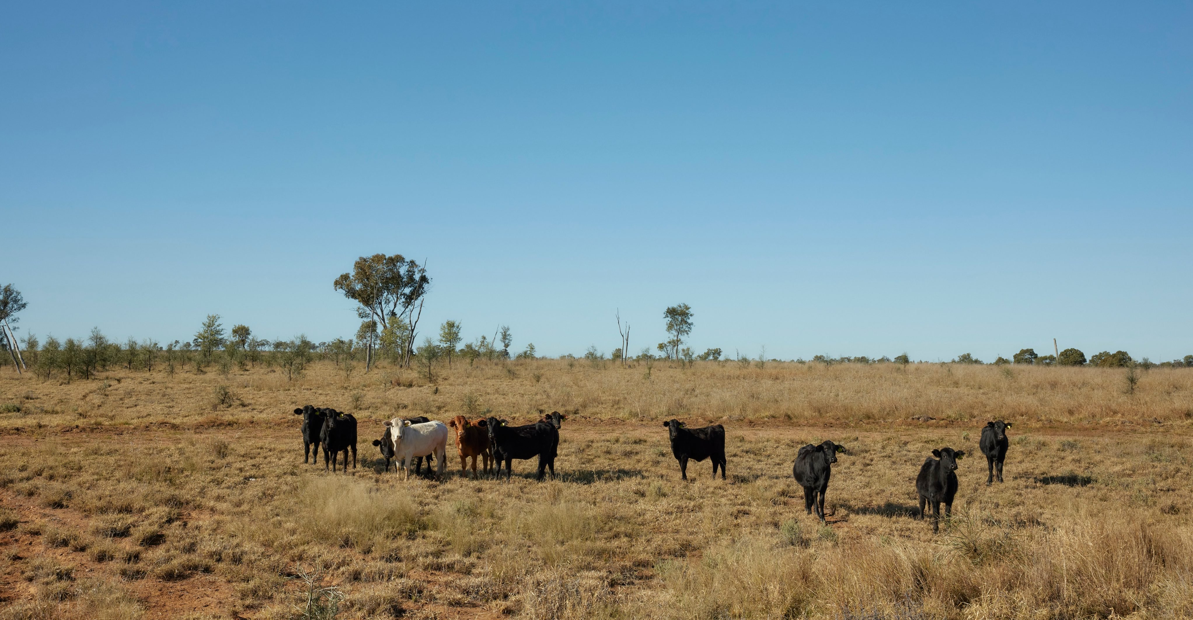 Queensland Investment Corporation acquires final Packhorse Pastoral property