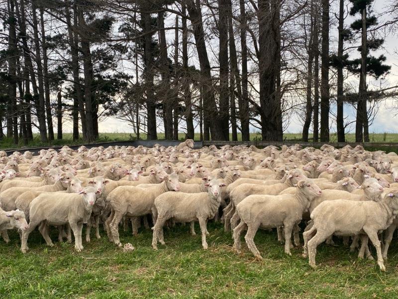 Rain may dampen supply but wether outlook remains strong