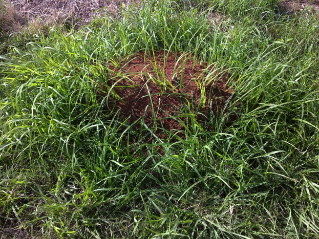 Fire ants in coal mine sound agriculture alarm