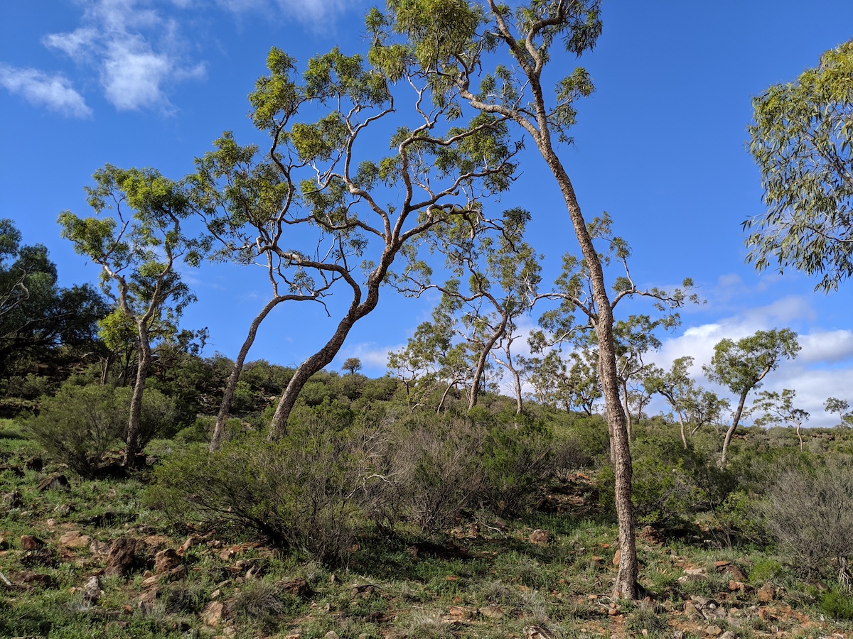 Researchers say carbon credit revegetation projects fail to offset emissions