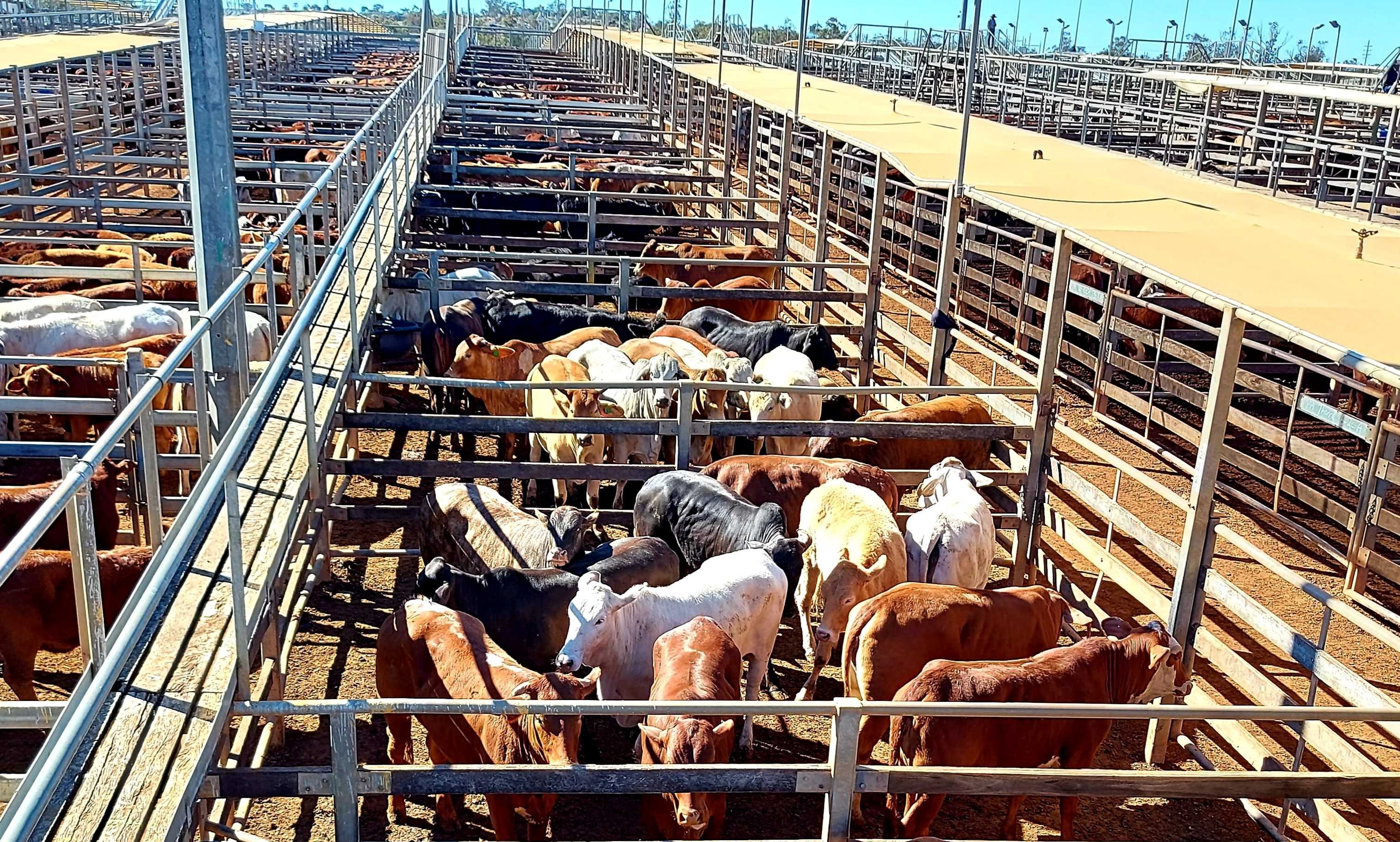 How current cattle, sheep and pig prices stack up against historic values