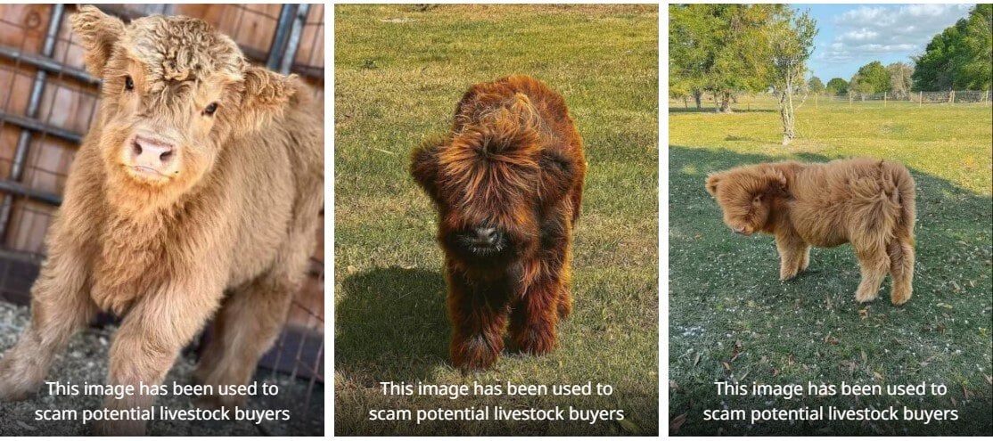 Beware online livestock sale scams