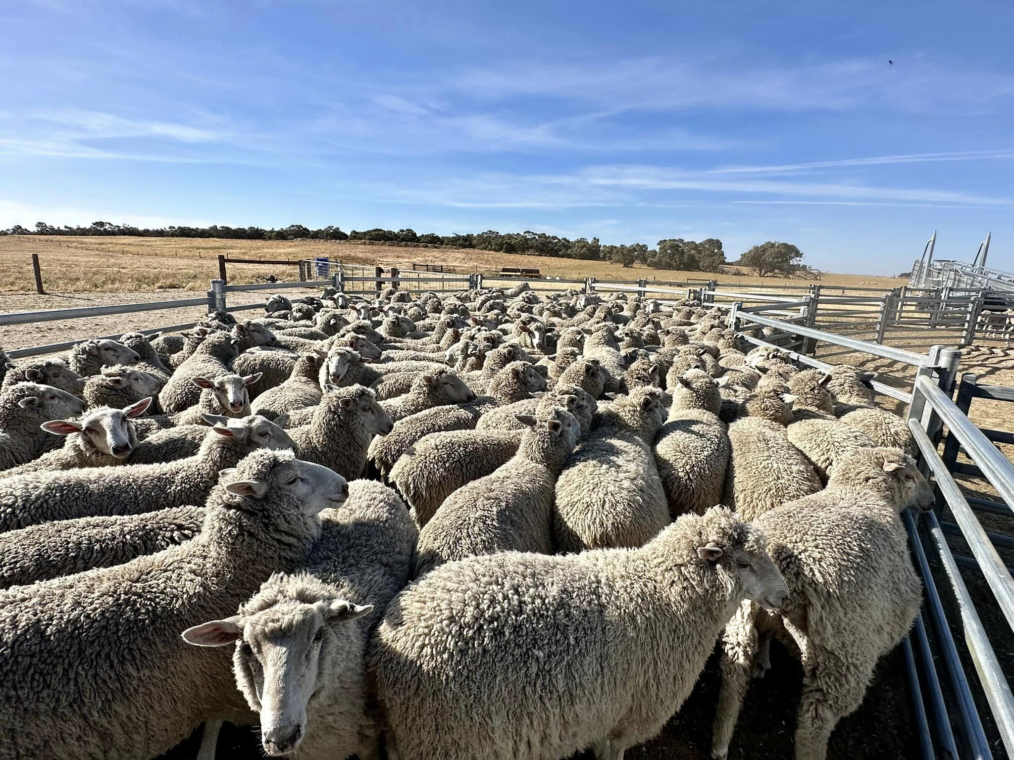 Woolies price drop should boost lamb demand