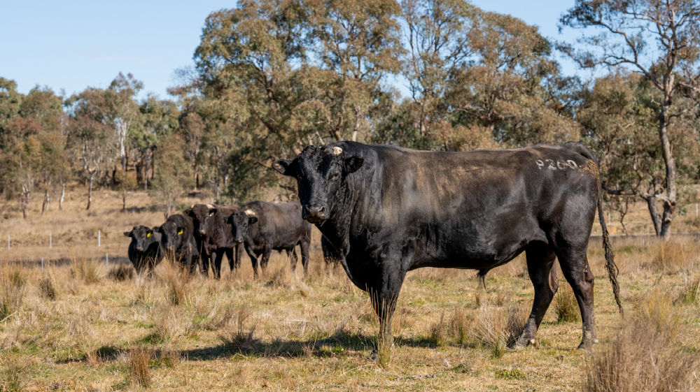 May the 4th be Wagyu: A new hope