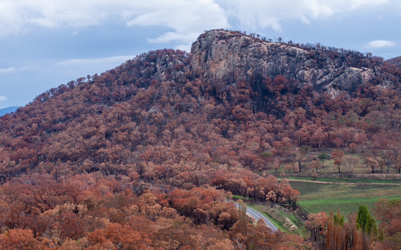 NSW could lose hundreds of species, grim report warns