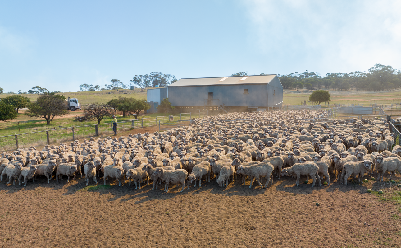 Mutton exports remain strong despite softening demand from top destinations
