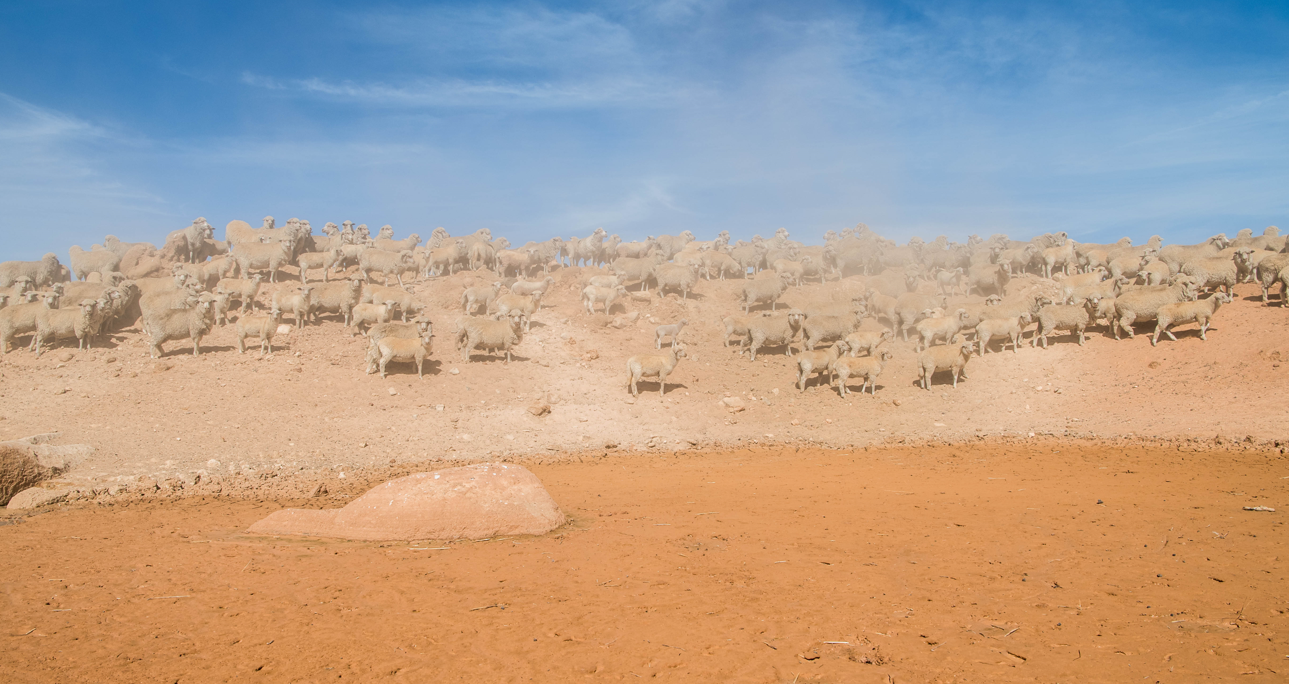 Heat turned up on Watt as live sheep export ban introduced in Parliament