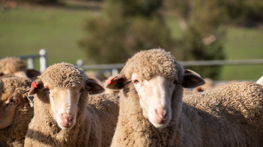 PM's sheepish jokes are no laughing matter