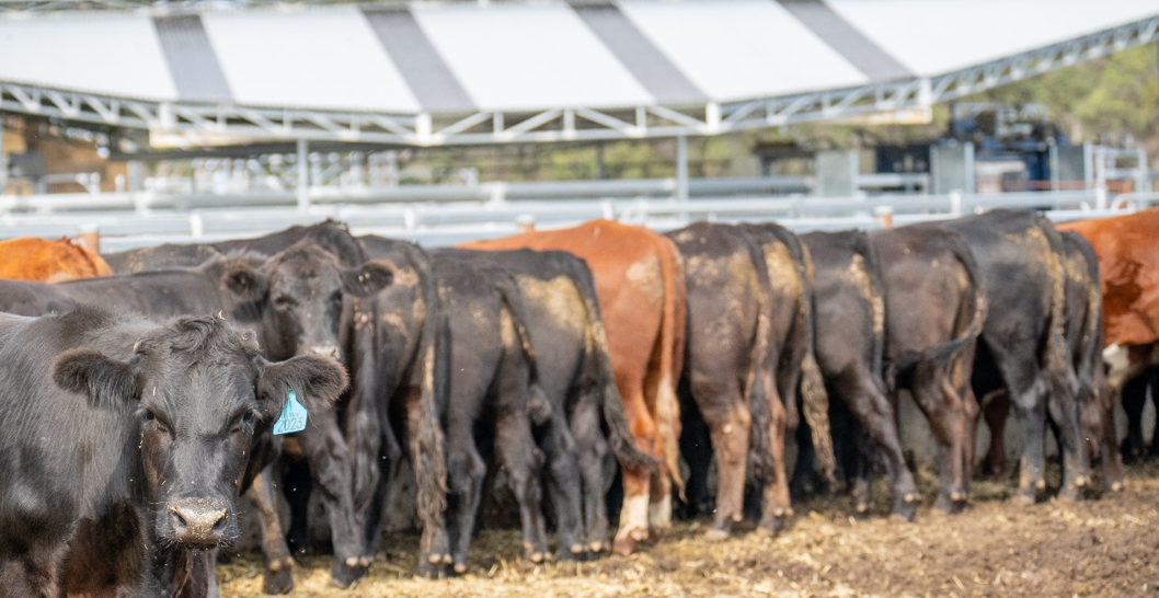 Is making seaweed silage a cost effective stock feed?