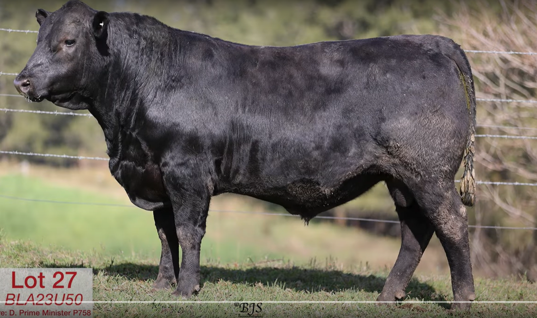 July Stud Sale Results 2024
