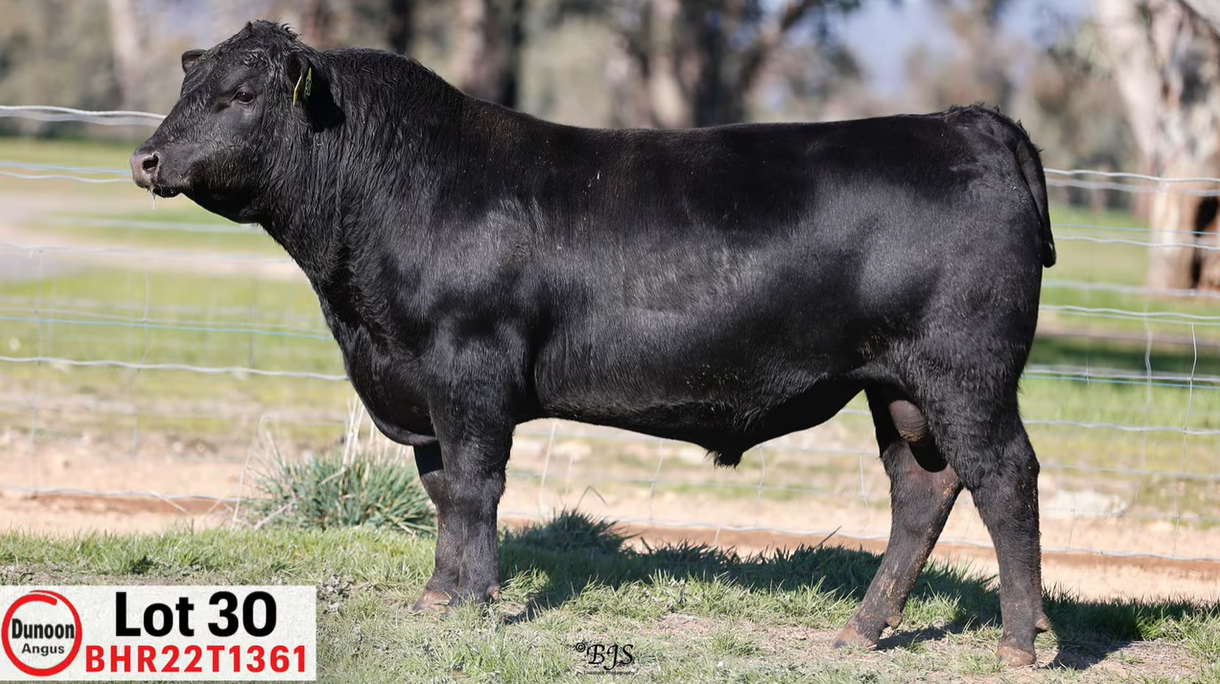 Dunoon Angus' dynamo bull sets season high of $225,000