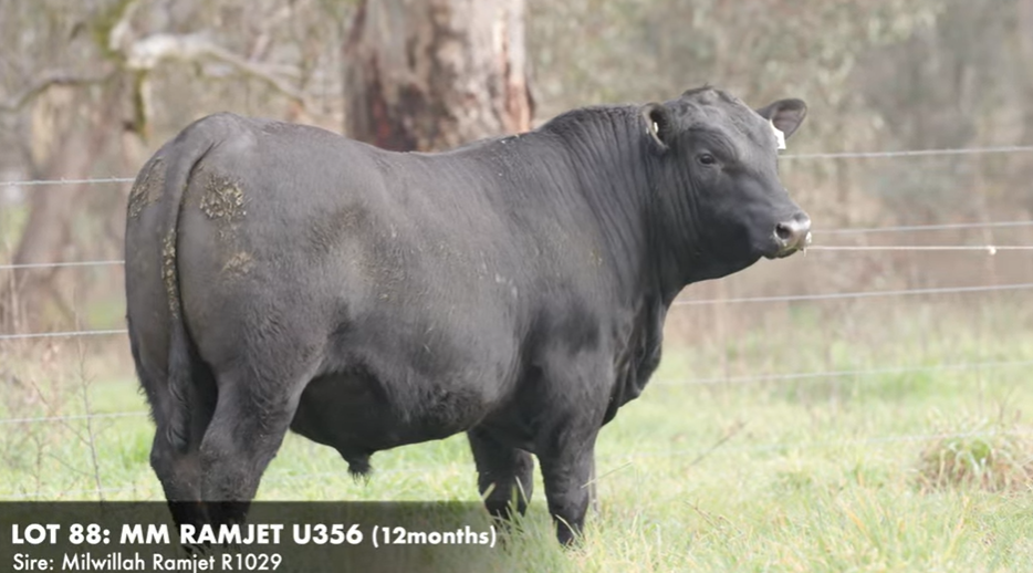 Millah Murrah Ramjet soars to $140,000