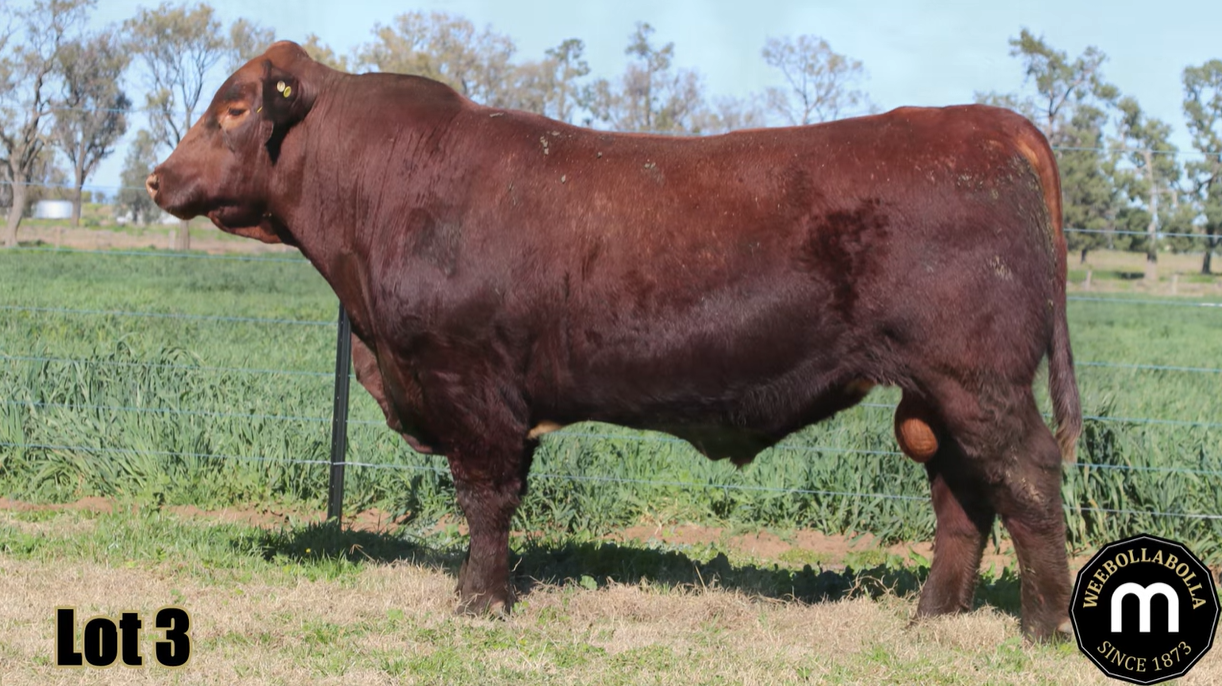 Weebollabolla Shorthorn bull tops at $105,000