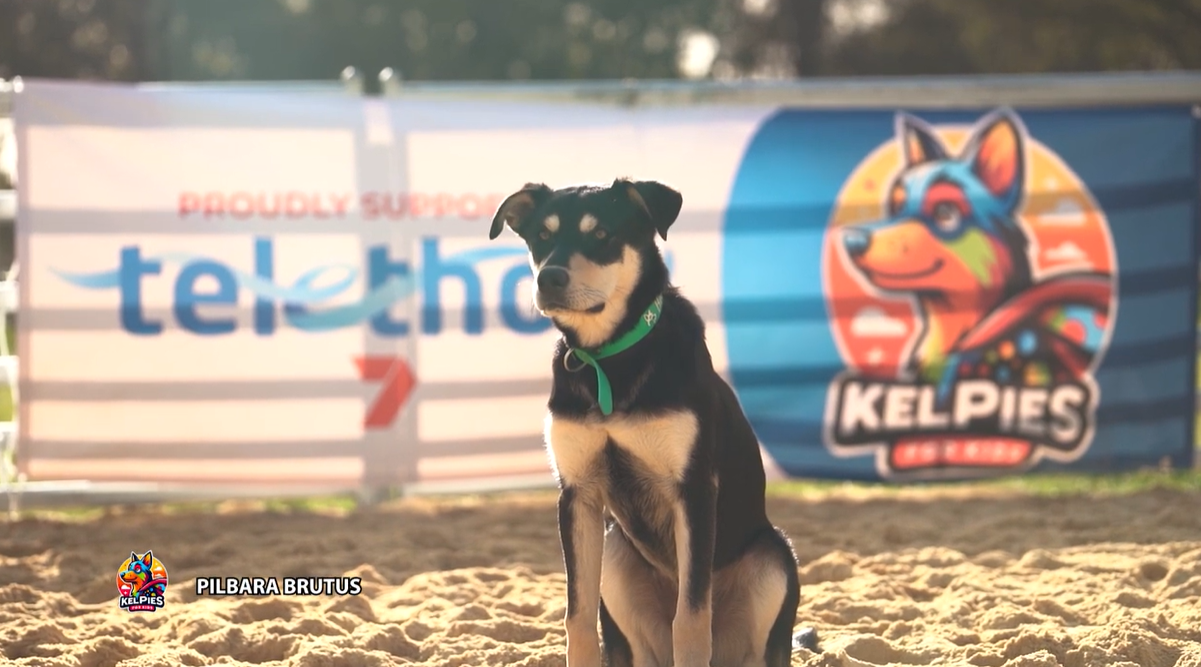 Kelpie fetches record-breaking $50,000 for charity