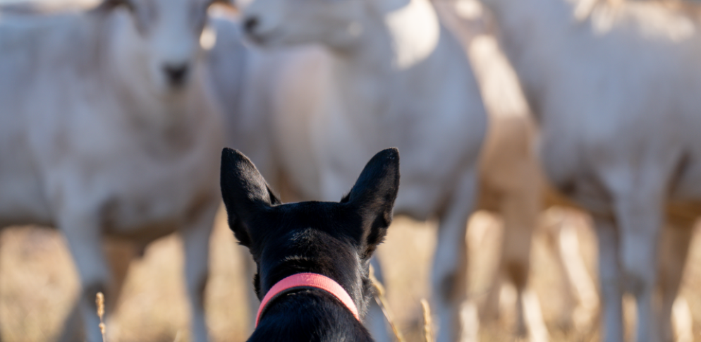 CSC 13th Annual Working Stock Dog Auction tops at $20,000