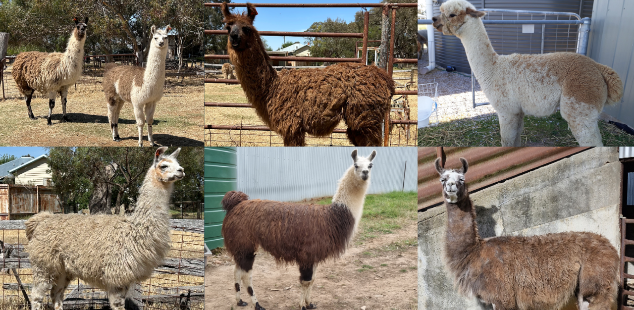 On the twelfth day of Christmas: Llamas and Alpacas bring the X-factor