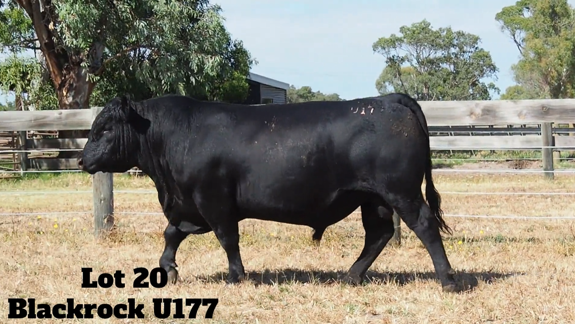 Strong prices and high clearance mark the start of 2025 stud sales