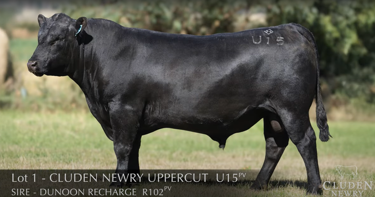 Cluden Newry's Uppercut U15 packs a punch at $275,000