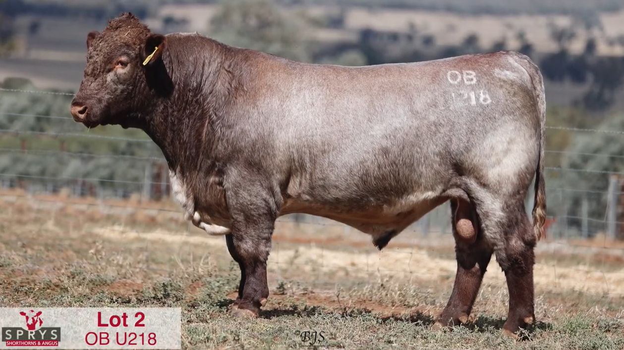 Sprys Shorthorn showstopper shatters breed record at $120K