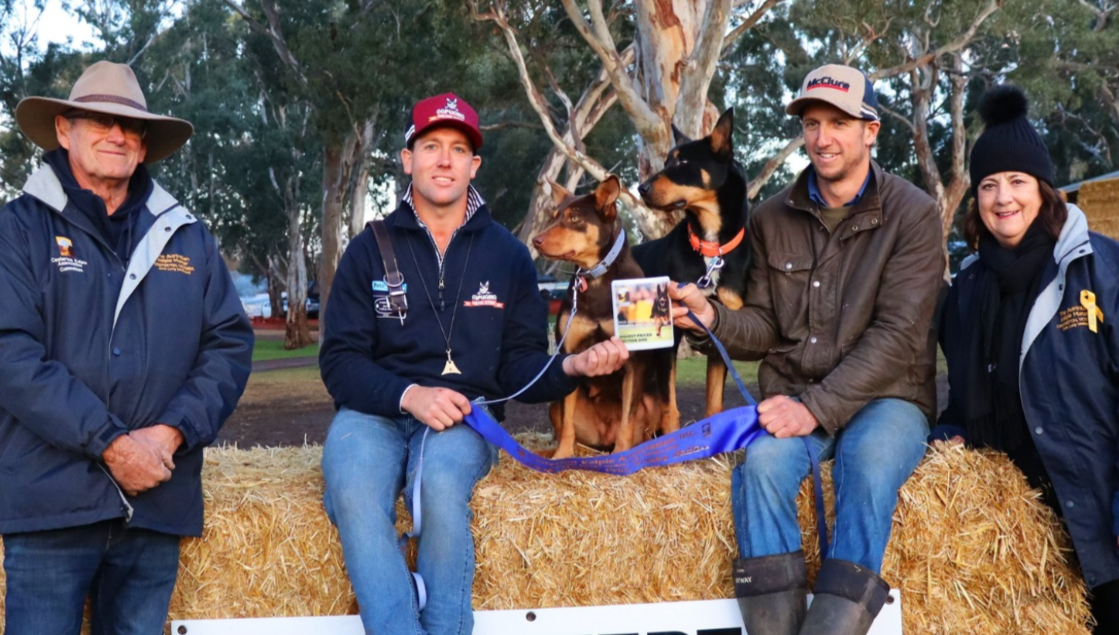 Online activity drives strong results at 2025 Casterton Working Dog Auction