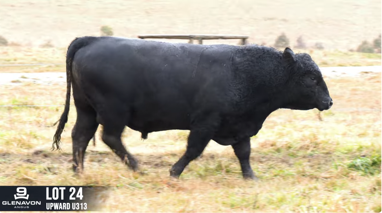 Glenavon Angus tops the week 'Upward' of $46,000