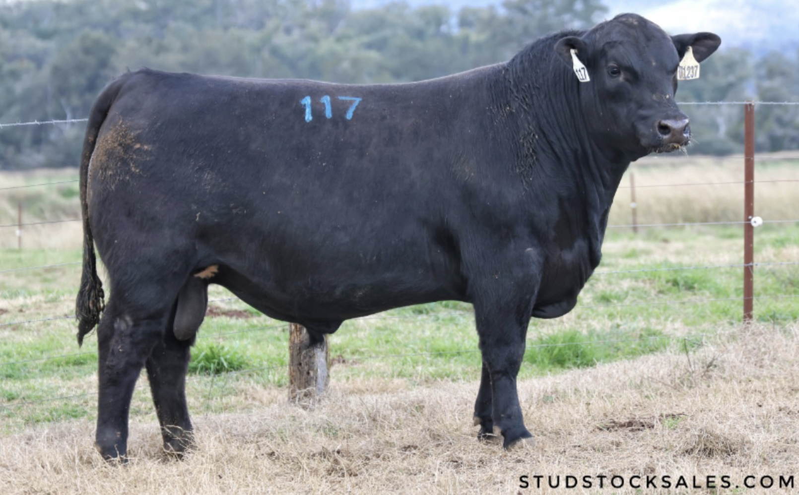 Booroomooka’s Picasso commands the canvas as $60,000 sale topper