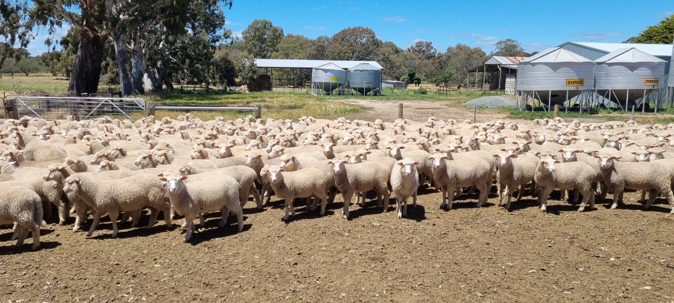 Christmas flush for sheep and lambs