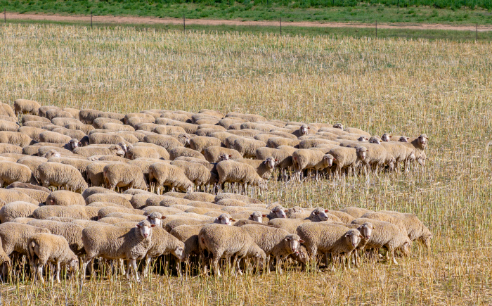 Weekly Sheep & Lamb Market Report - Week ending Friday, September 13