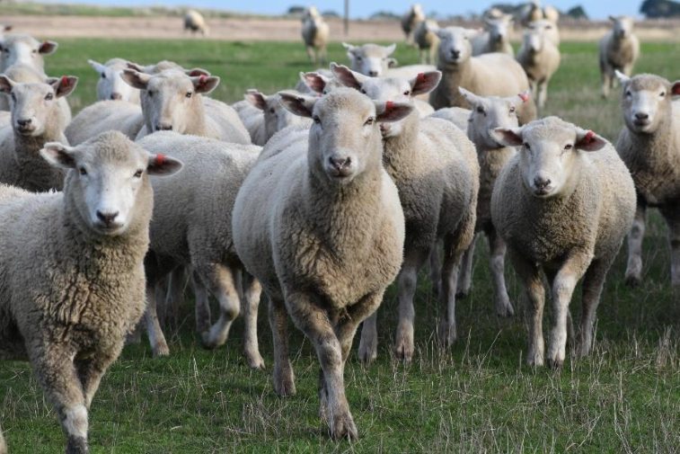 Sheep and Lamb Quarterly Power Rankings: Central West takes the reins
