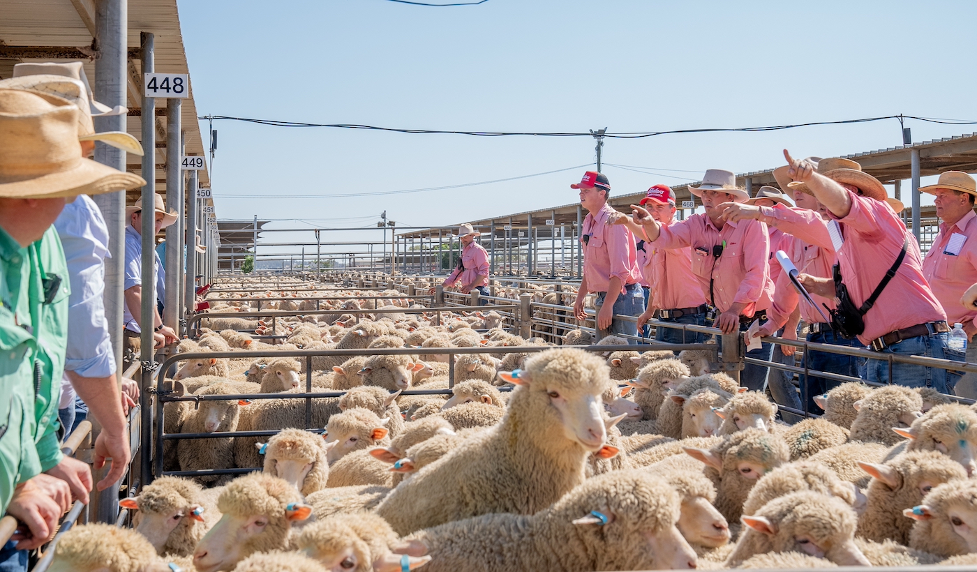 Comparing the online, light and trade lamb indicators