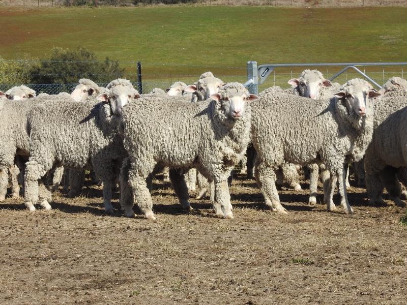 Sheep supplies steady into final week of winter