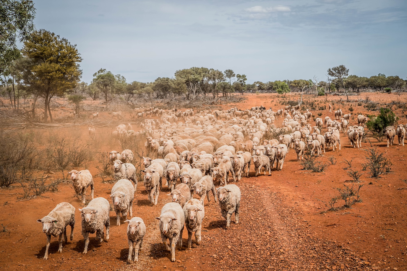 Weekly Sheep & Lamb Comments - Week ending Friday 10th May