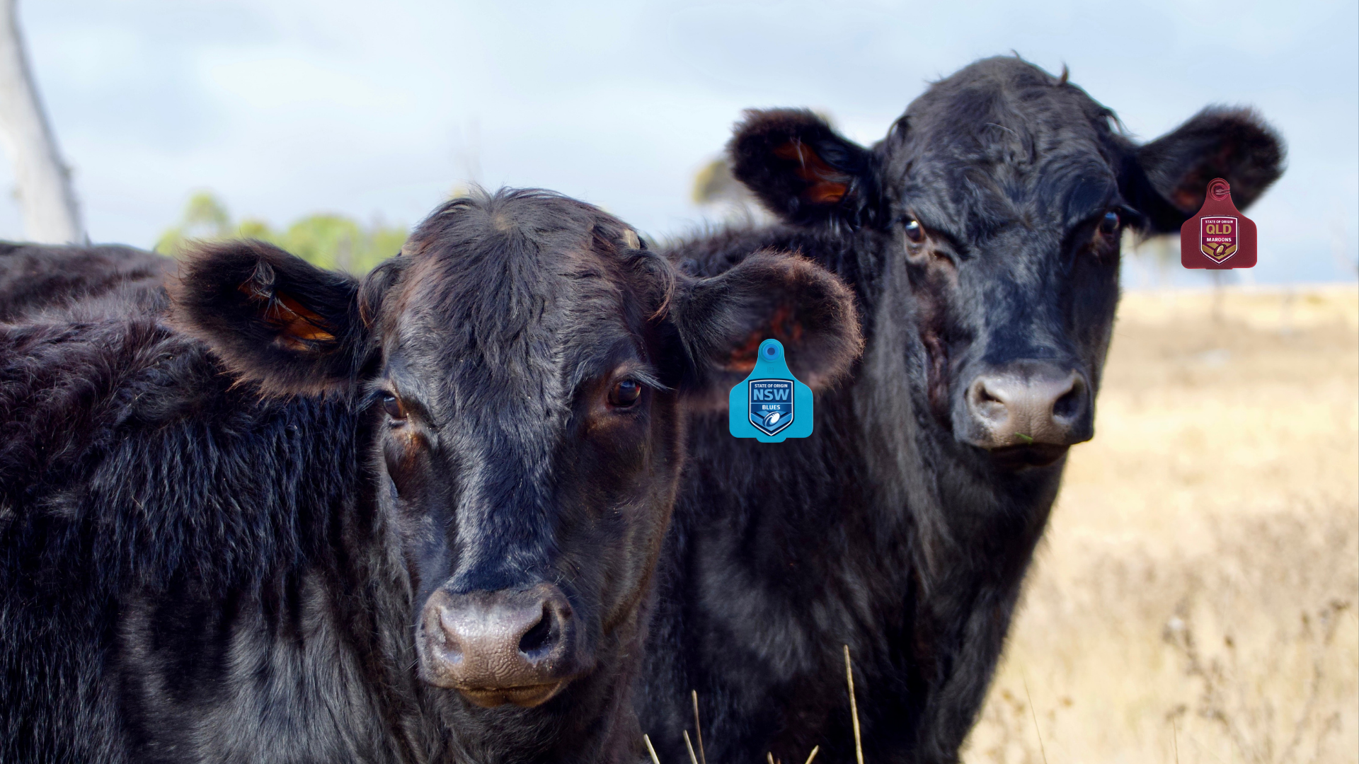 Livestock Line-Up vs. League Legends: State of Origin by the numbers on AuctionsPlus