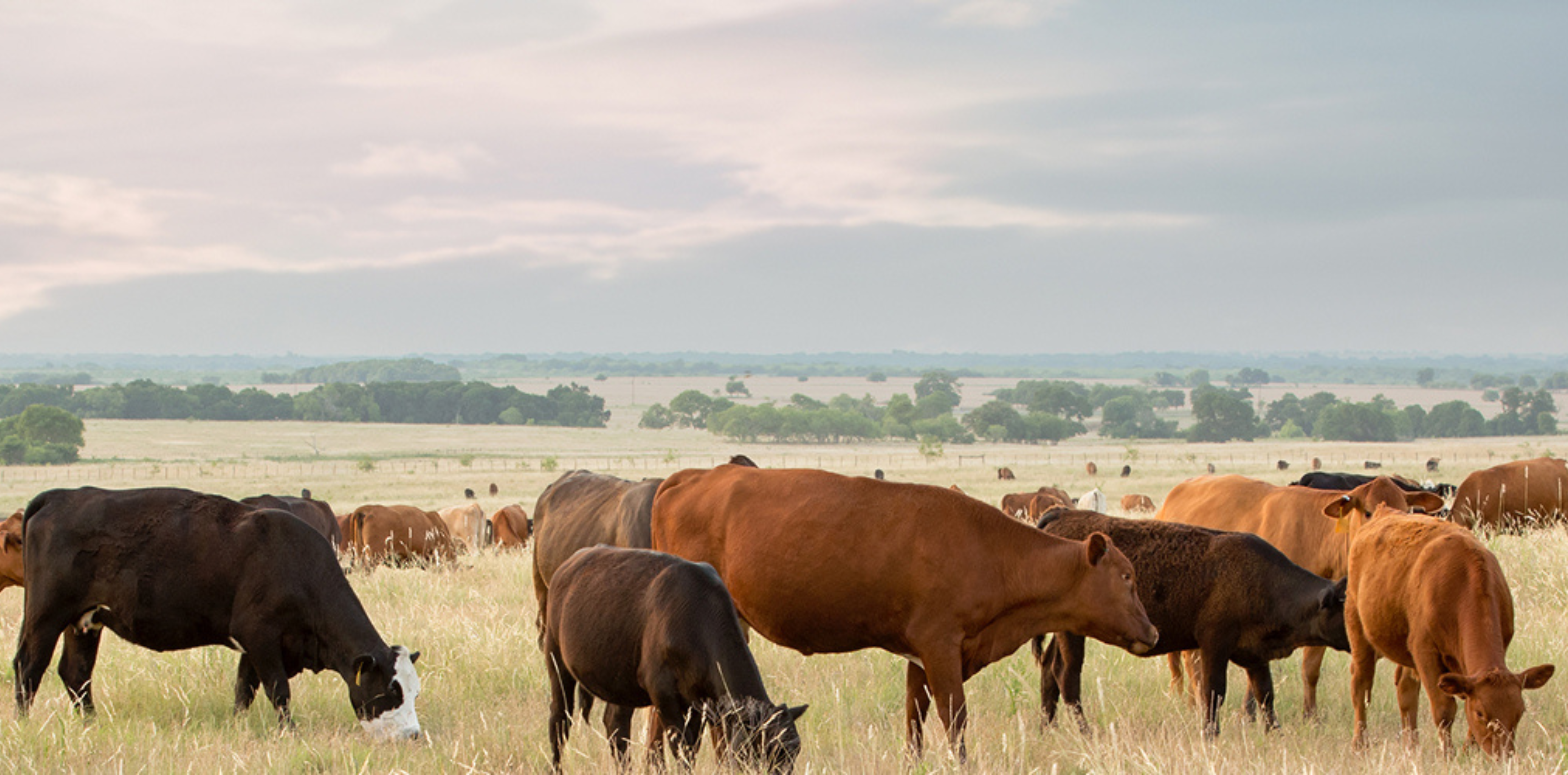 AuctionsPlus and StockCo launch smart connection for livestock finance