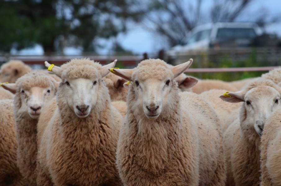 Weekly lamb slaughter figures continue to break records