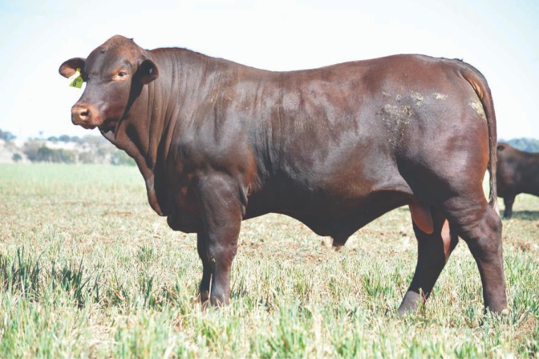 Stud cattle sale results 28 September - 4 October