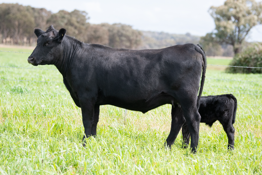 Stud females break records in April sales