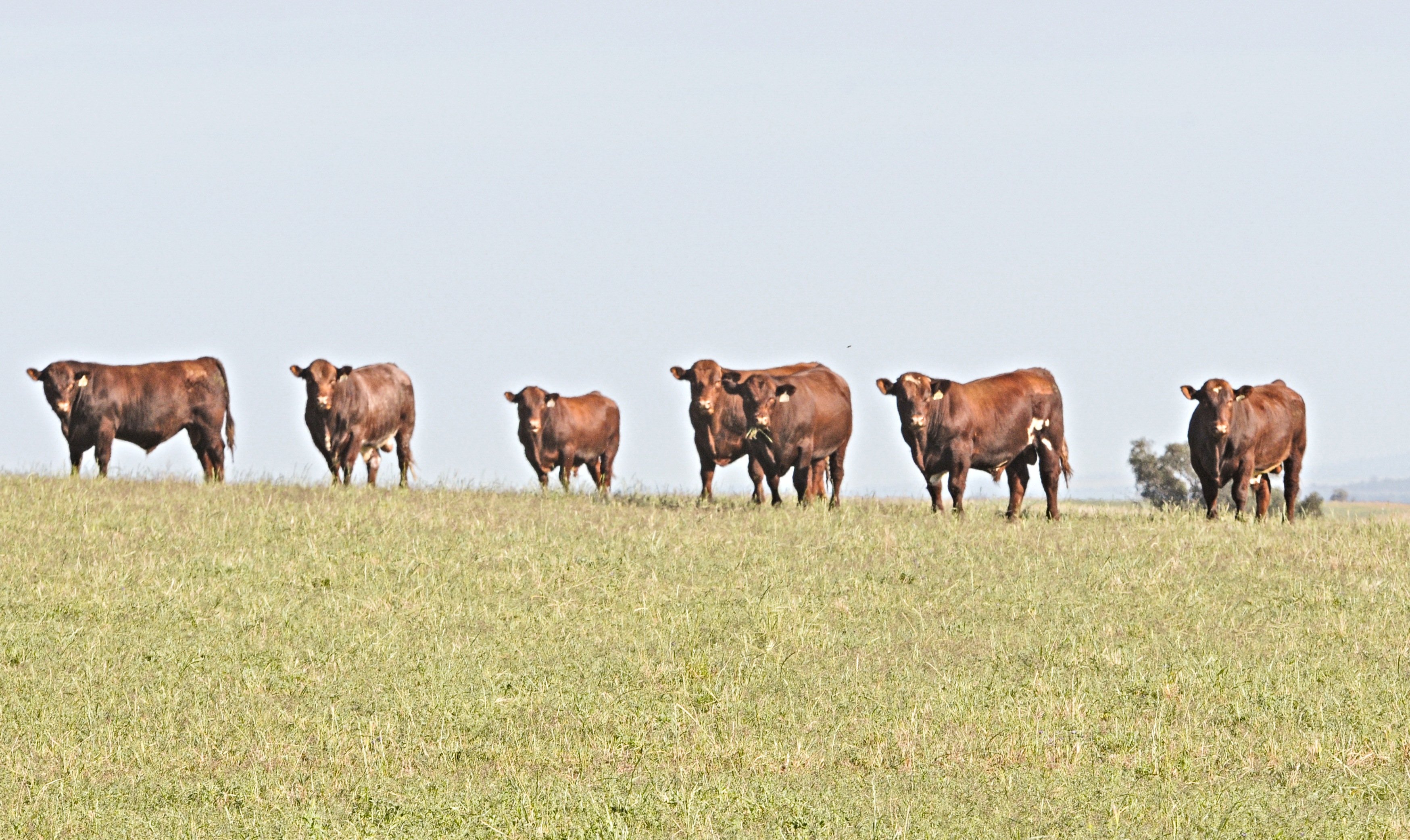 More bulls and lower average prices make for a buyer's market