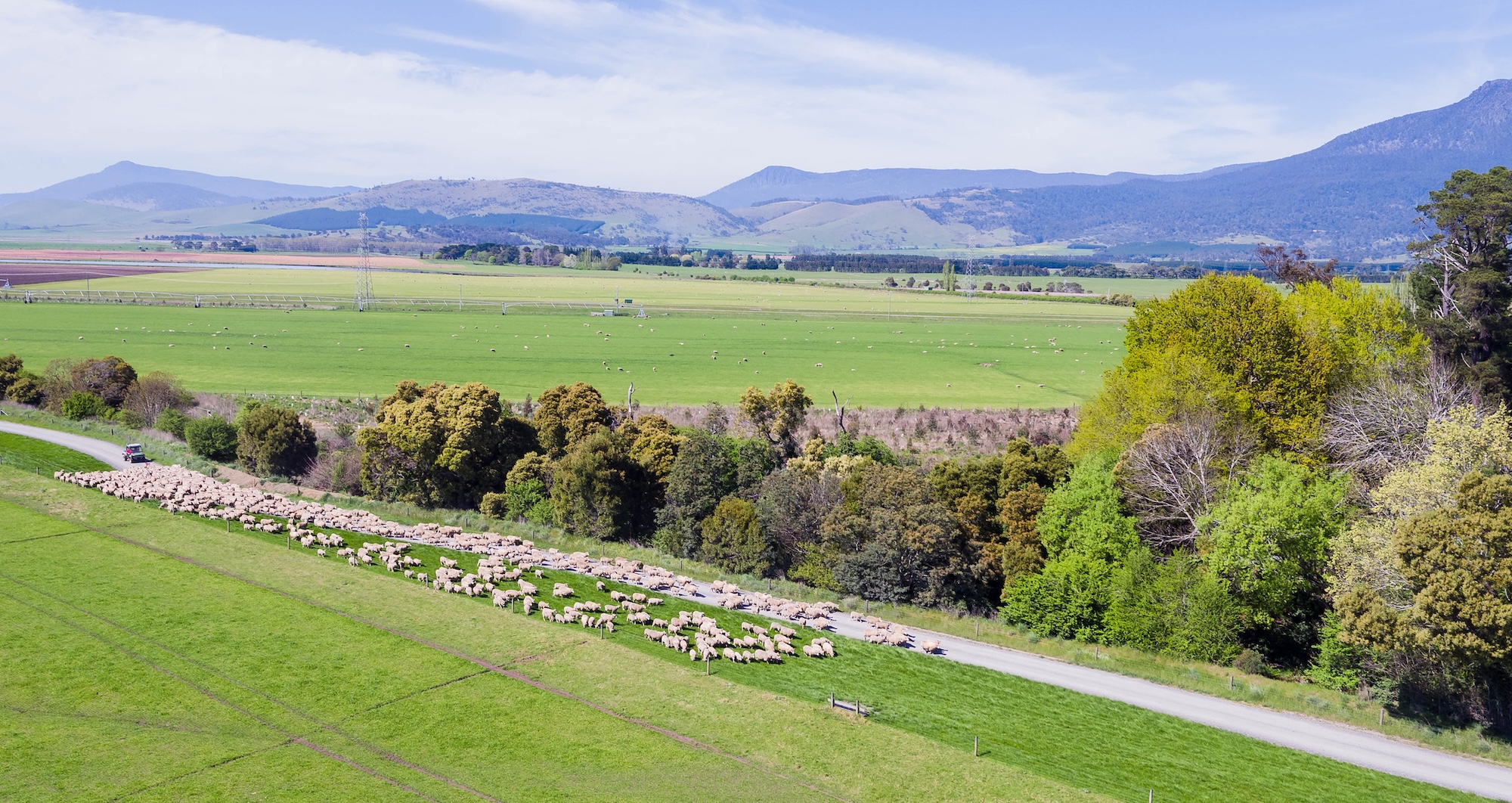 Tasmanian cattle heavier, ewes in demand through FY2025