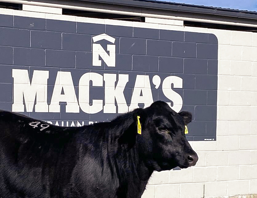 Why Robert Mackenzie thinks Thunderstruck is the “bull of the century”