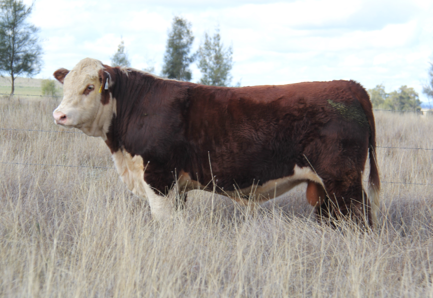 Talbalba Kingswood T011 reigns supreme at $102,000