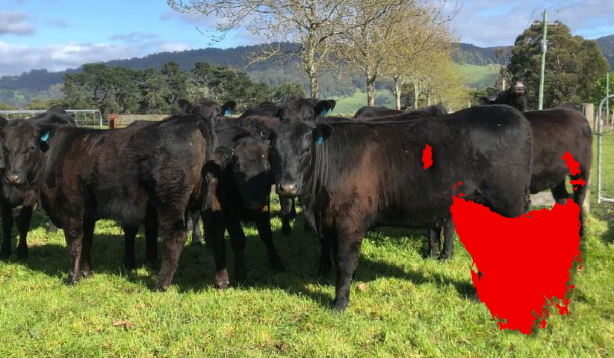 Tasmania feeling the cattle market heat in 2021