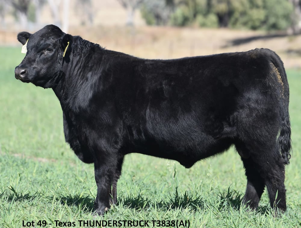 Texas Thunderstruck T383 sells for Australian all breeds record $360,000