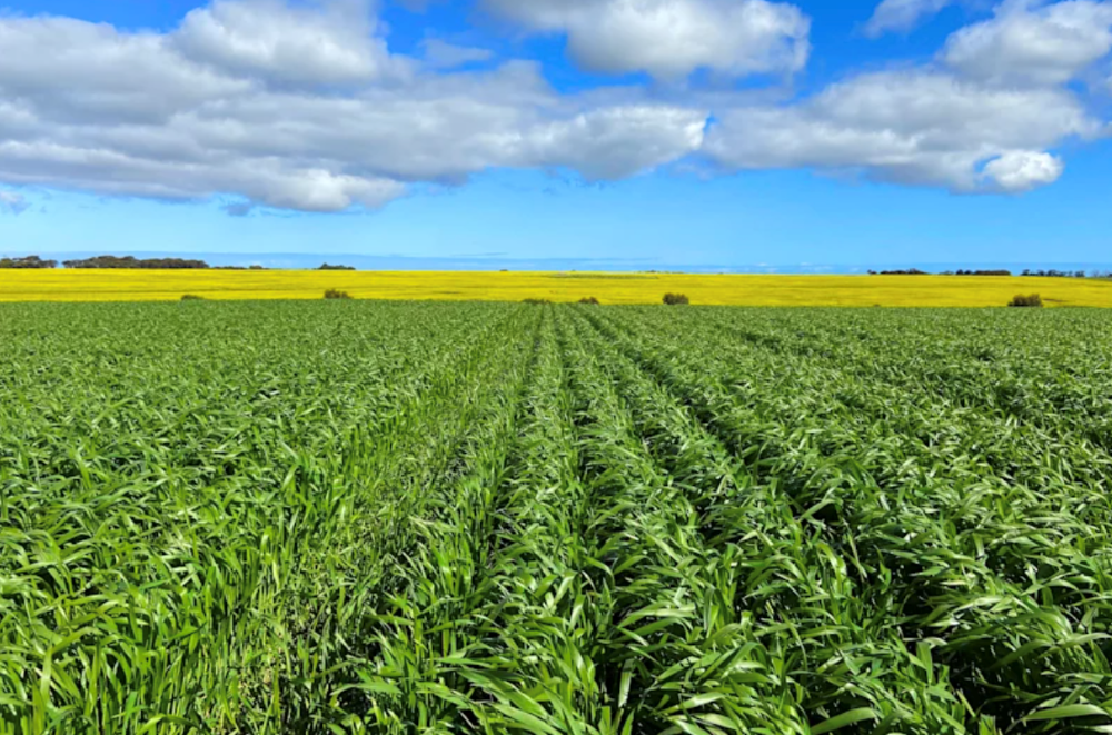 Tea dynasty’s WA farm listed for $50 million-plus