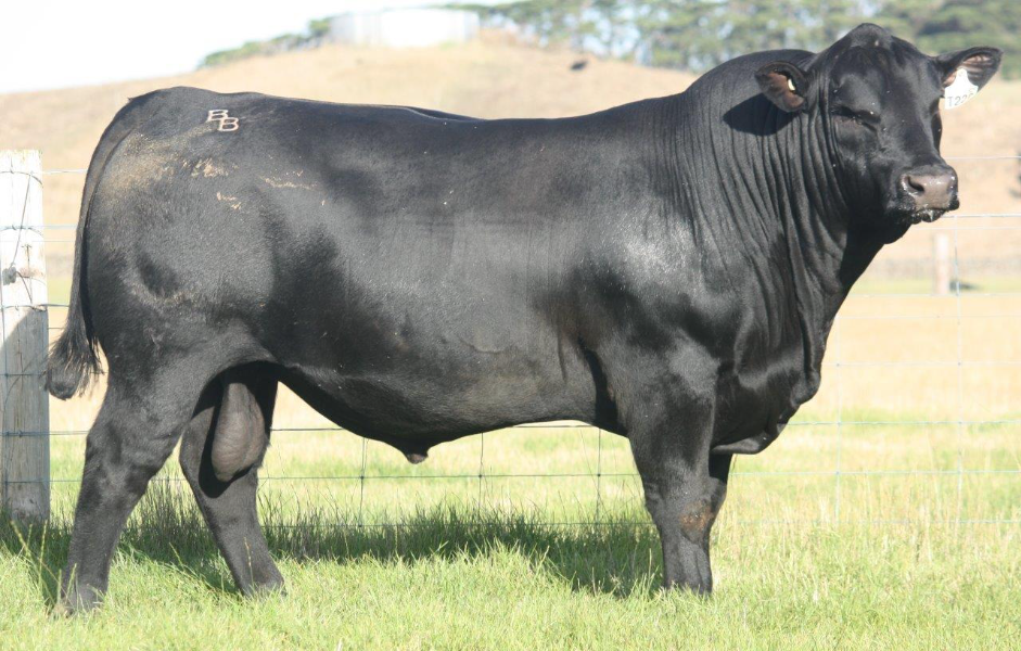 Top Gun serves up $230,000 bid for Banquet Angus