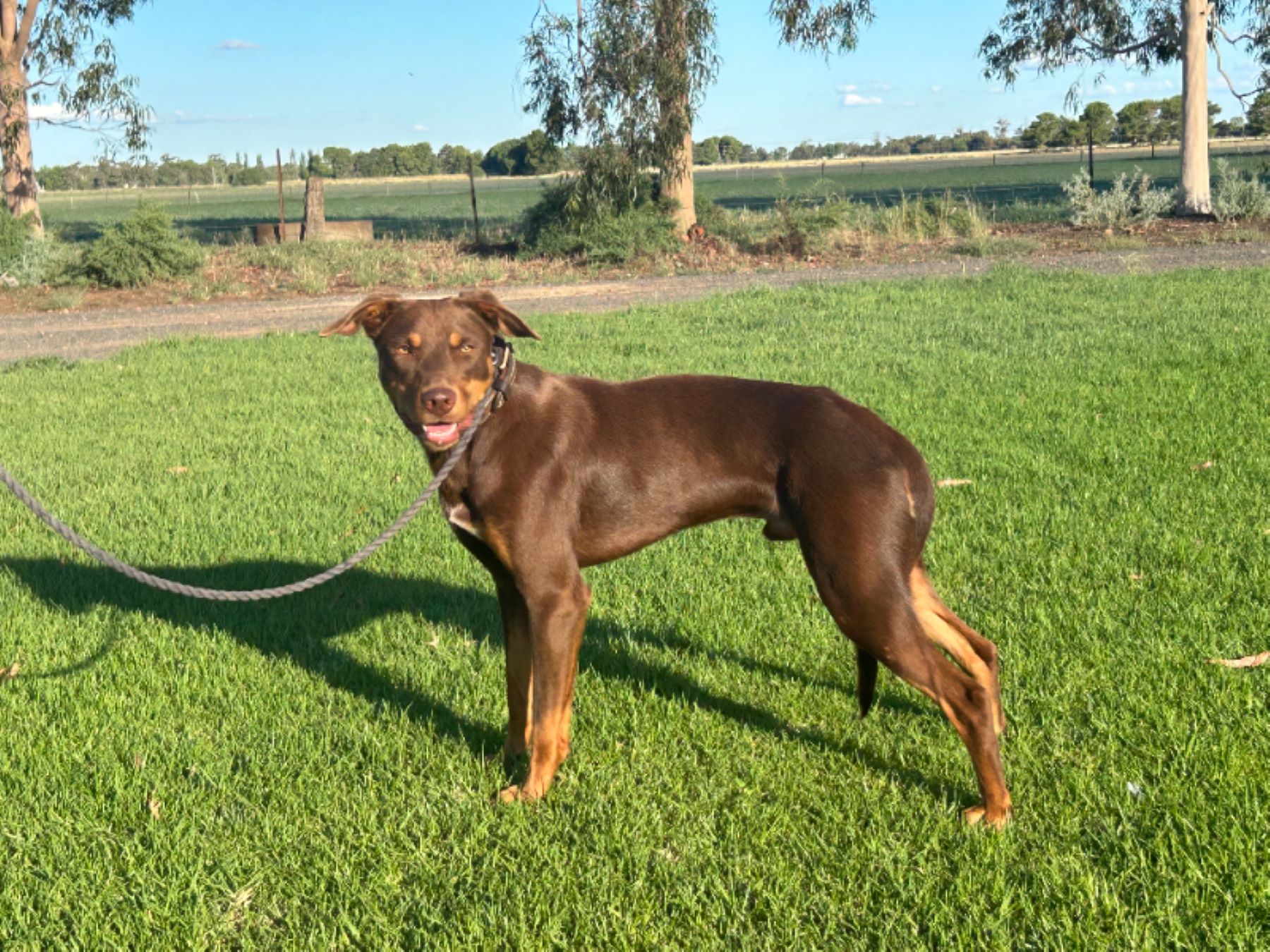 Working dogs to $16,000 at Jerilderie