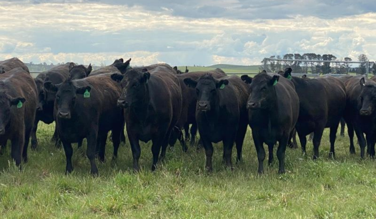 Cattle starting to flow