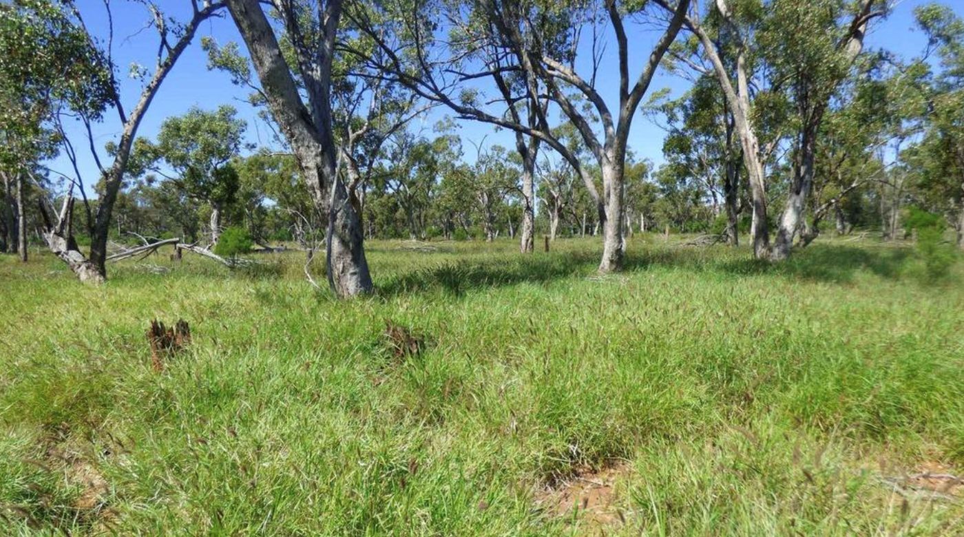 Rural property update: Cattle country sells, vineyard hits market, water in focus